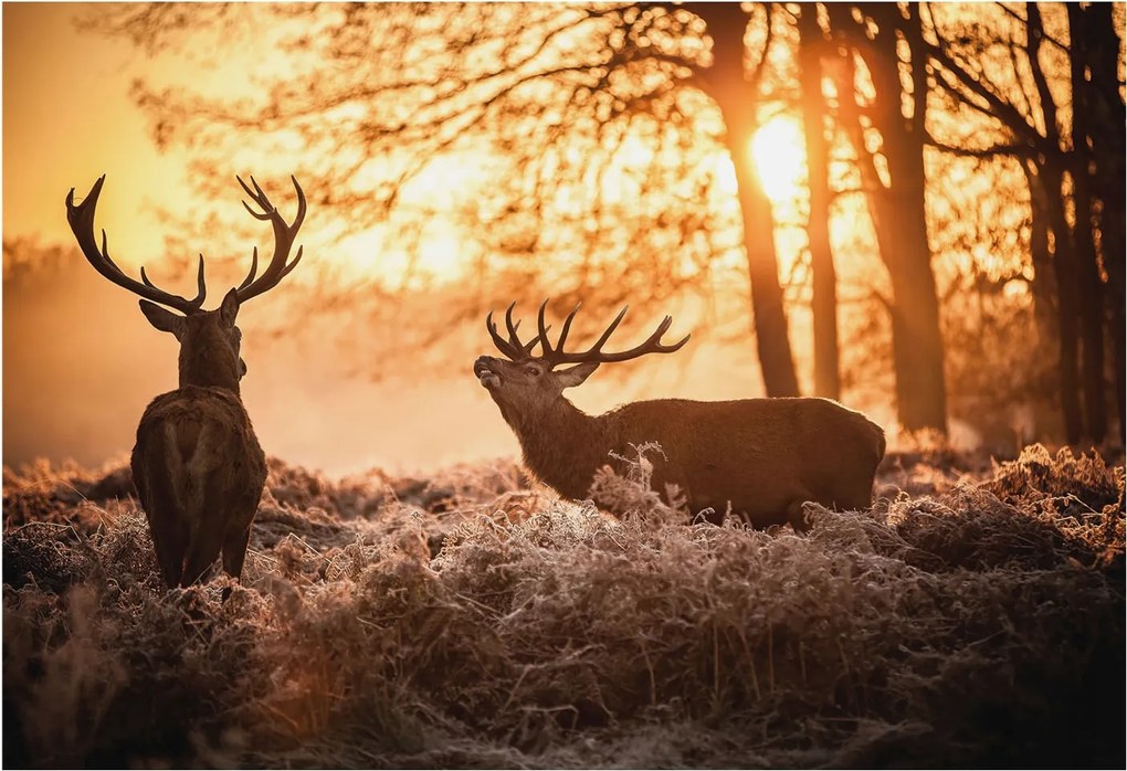 Fali fotótapéta előszoba konyhába Szarvasok a reggelben 152x104 Ragasztó