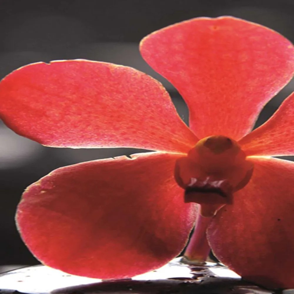 Gario Paraván Zen, piros orchideával Méret: 180 x 170 cm, Kivitelezés: Klasszikus paraván