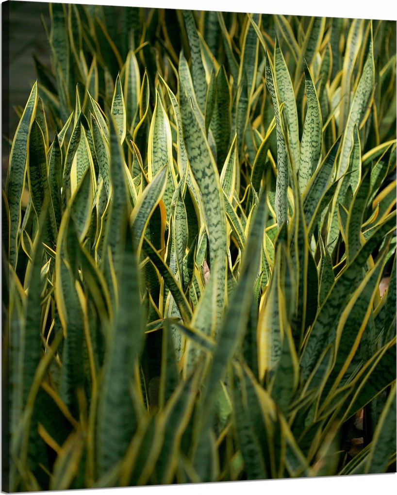 Sansewieria botanika vászonkép 80x100 cm