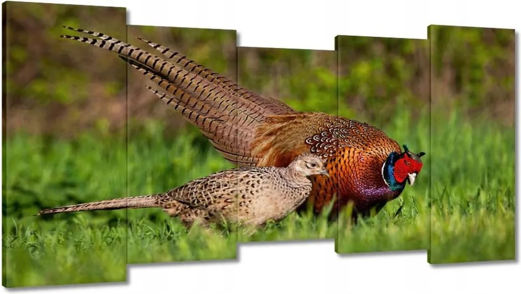 Festmények 150x80 Fácán család Madarak