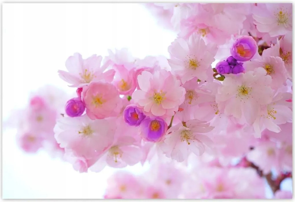 Poszterek 200x135 Japán cseresznyefa ág