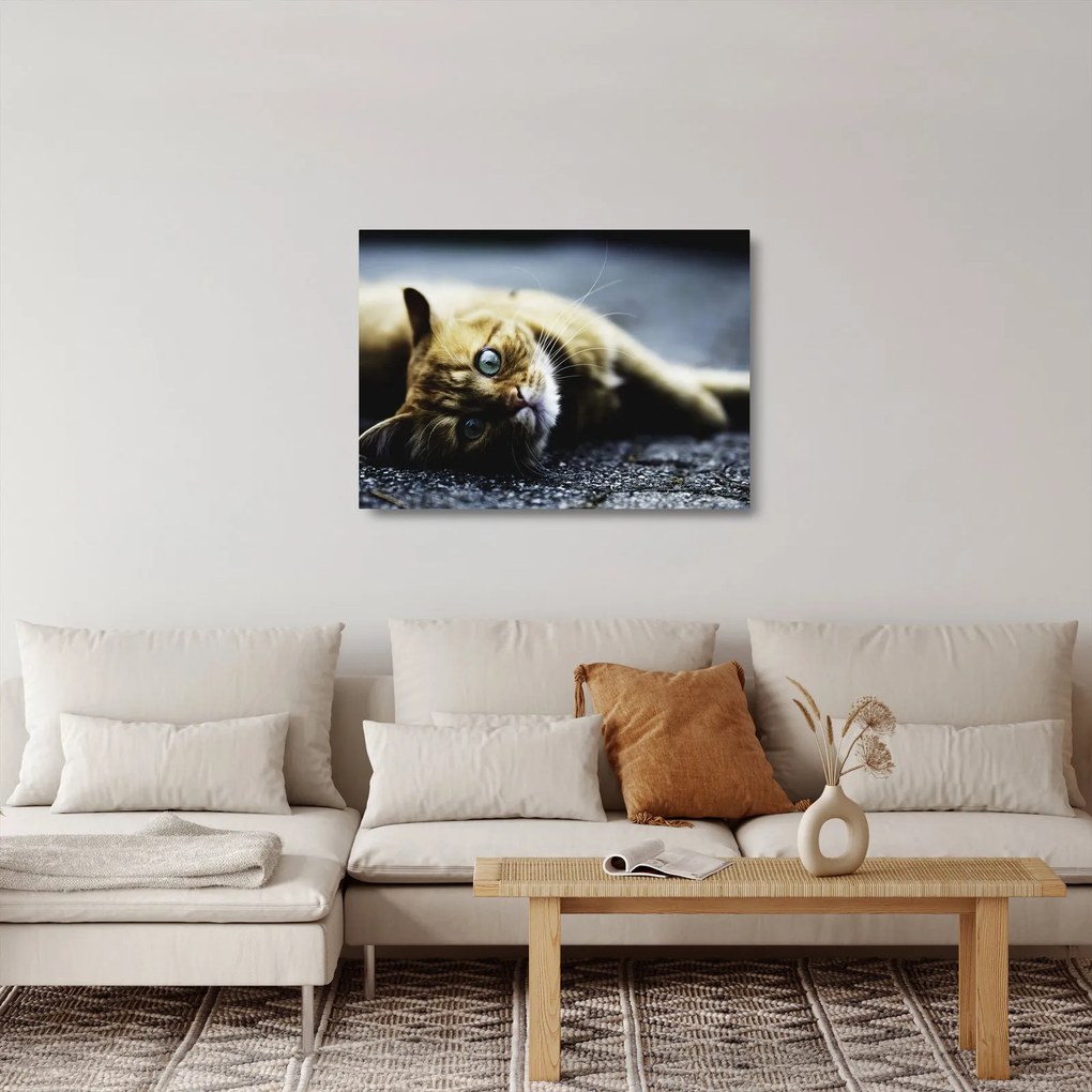 Macska képe (üvegen) (70x50 cm)