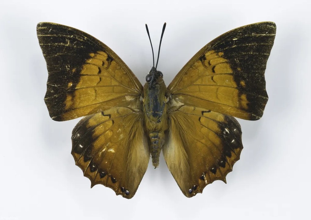 Poszter 29,7x21cm Pillangó fehér alapon 6, Assaf Frank