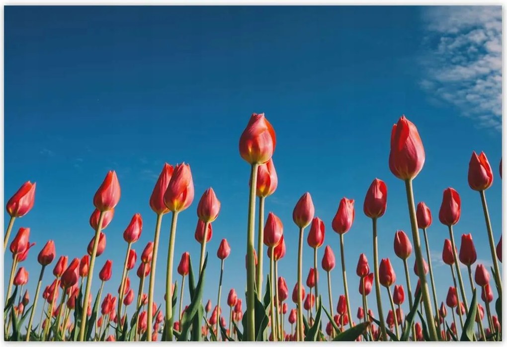 Poszterek 200x135 Tulipánok Tájkép Tulipánok