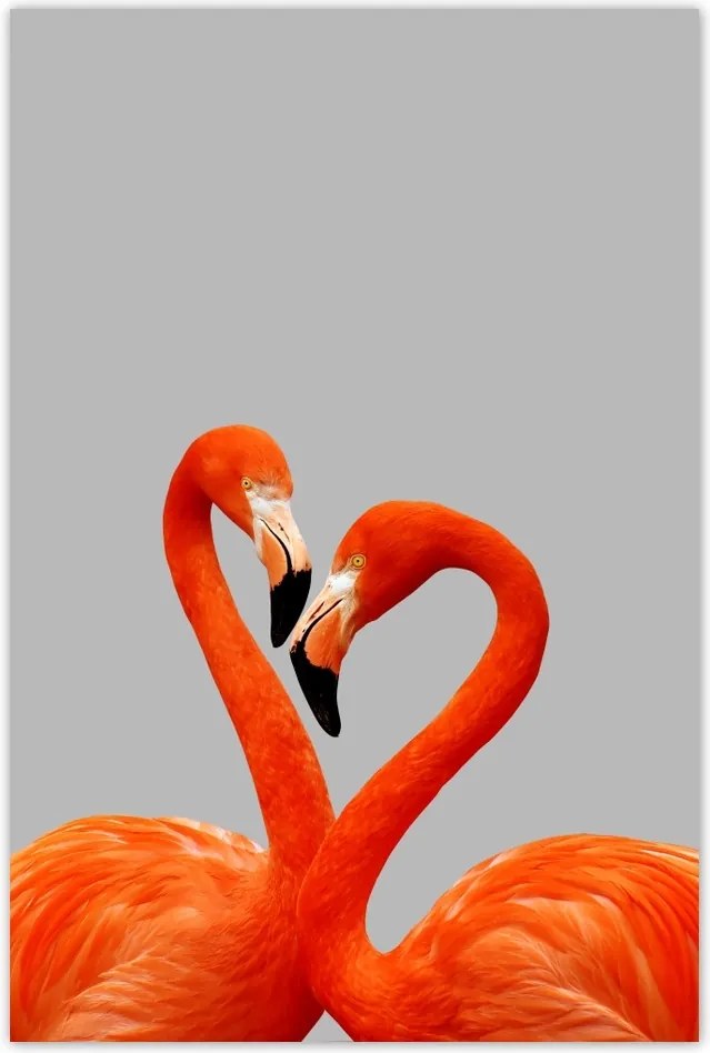 Poszterek 80x120 Flamingók