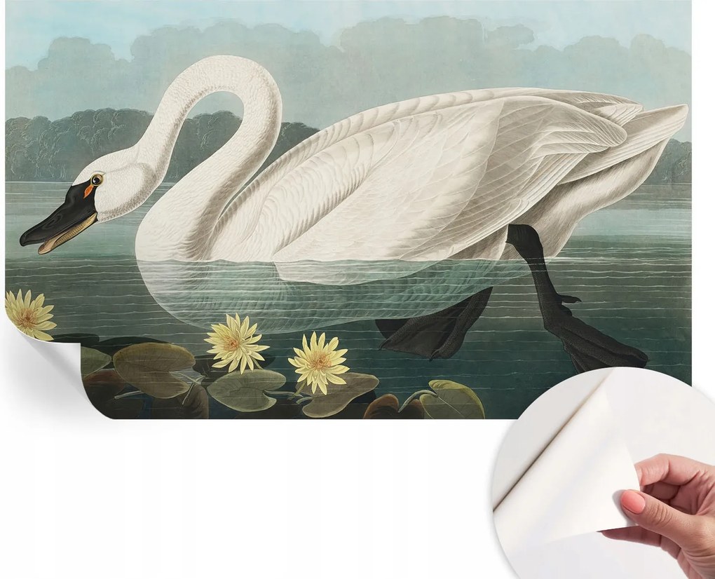 Dekoratív öntapadós fotótapéta Hálószobába Hattyú és nenufary 416x254