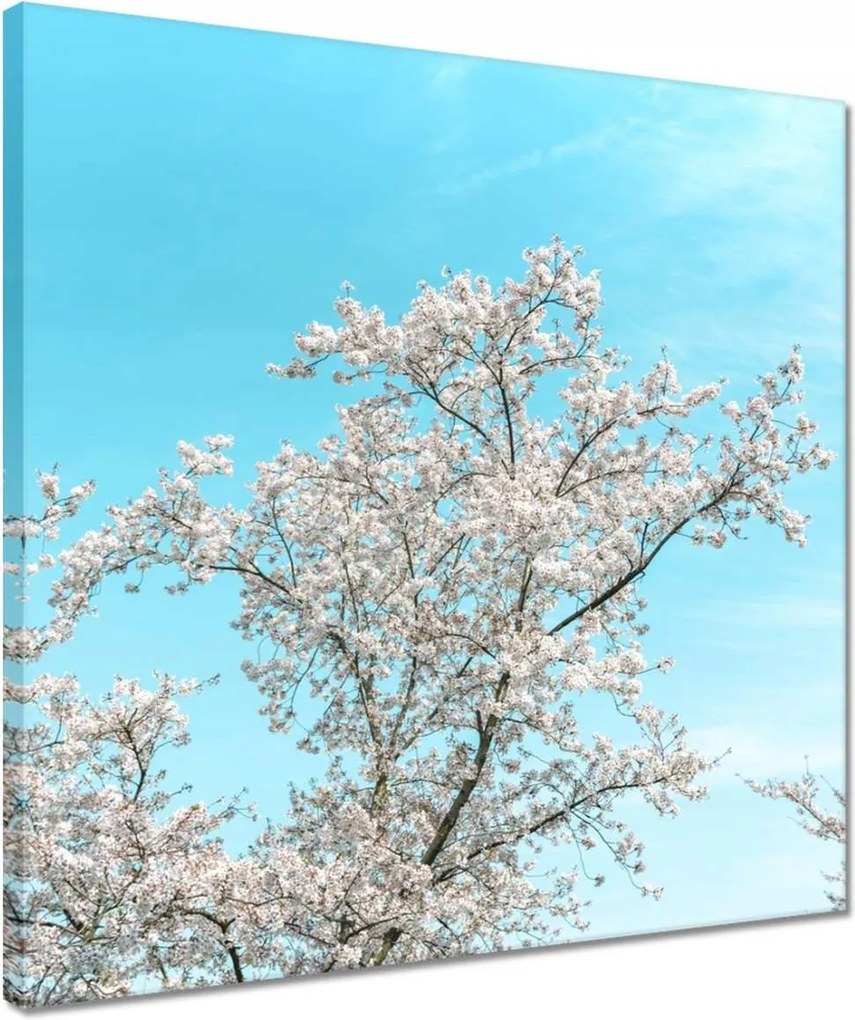 Vászonkép 40x40 Finom virágok Tavasz