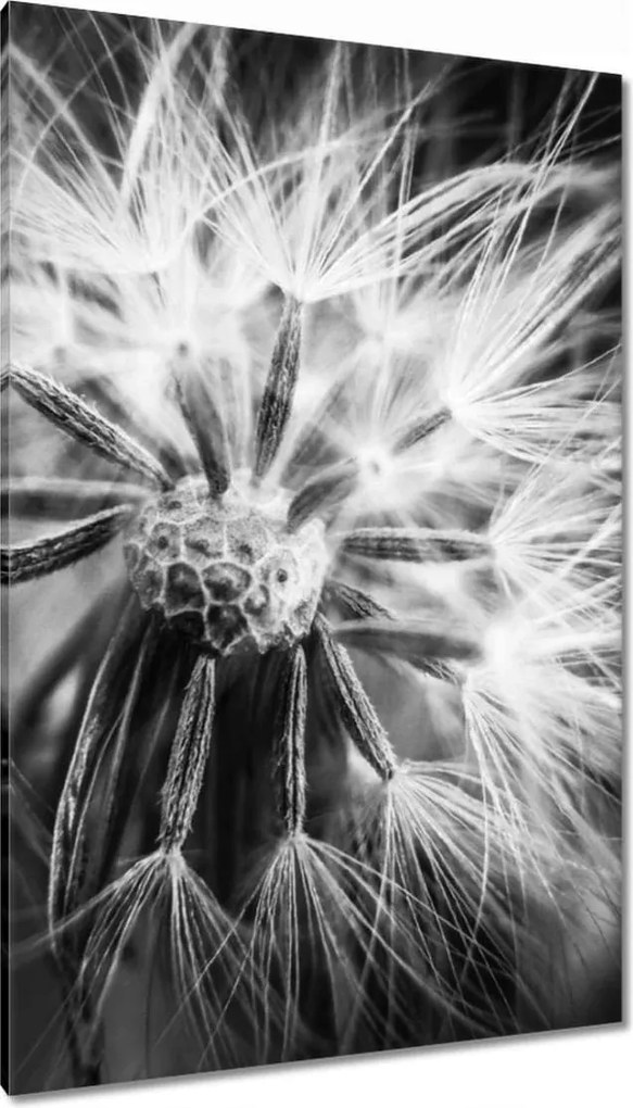 Vászonkép 80x120 Pitypang Virág Virágok