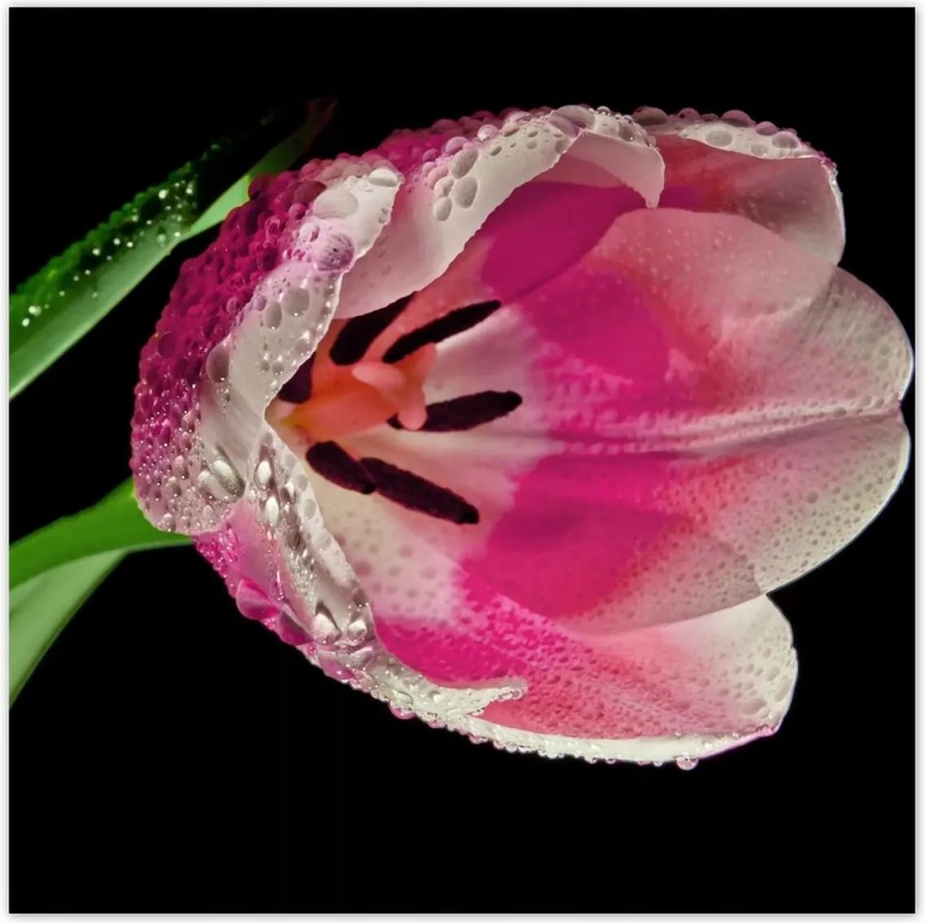 Poszterek 70x70 Rózsaszín tulipán