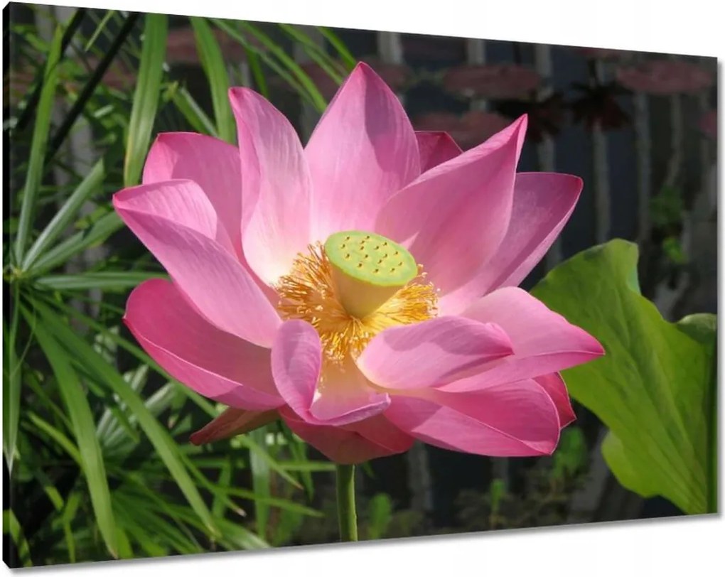 Vászonkép 100x70 Lótusz Lótuszvirág