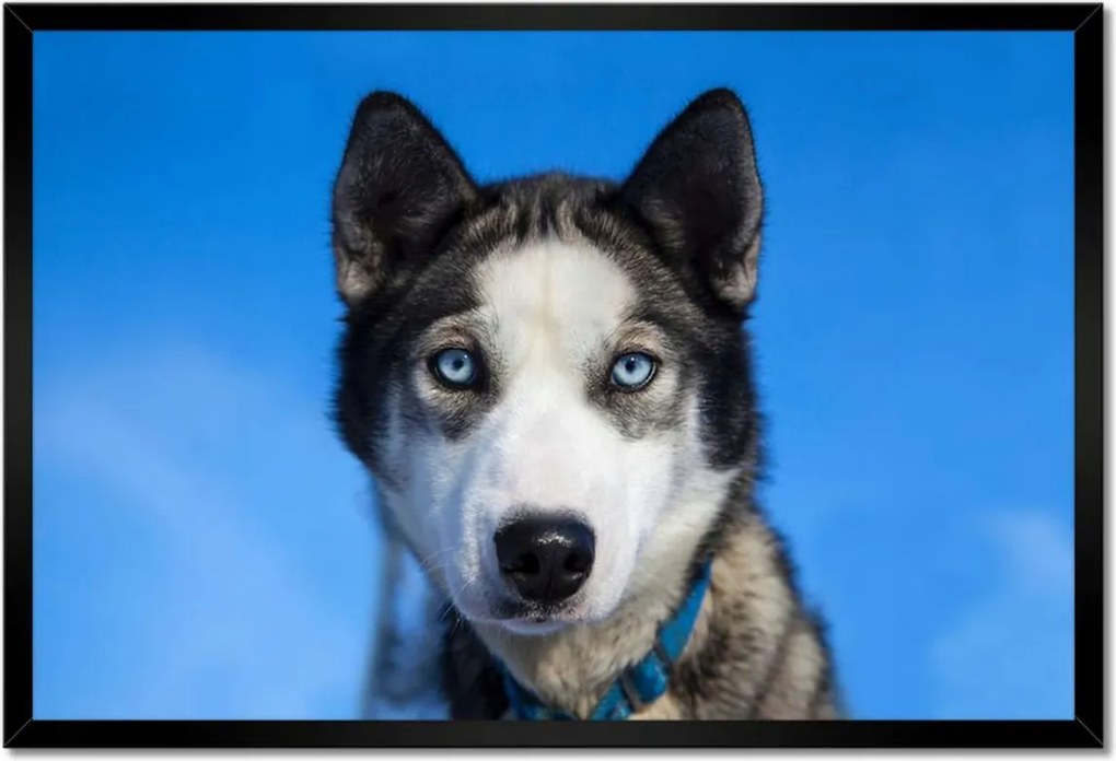 Poszterek keretben 60x40 Husky