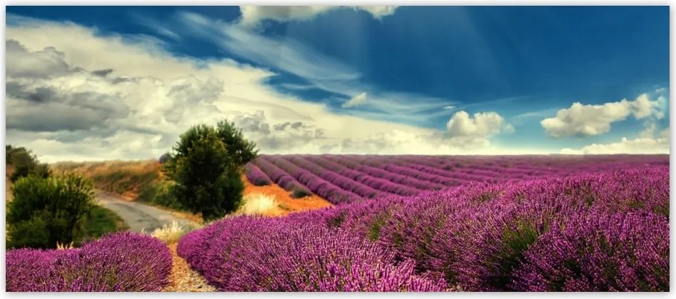 Fotótapéta flizelina 211x91 Levendula mező