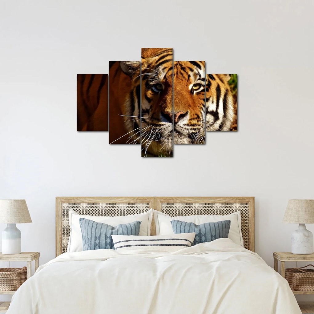 Tigris képe (150x105 cm)