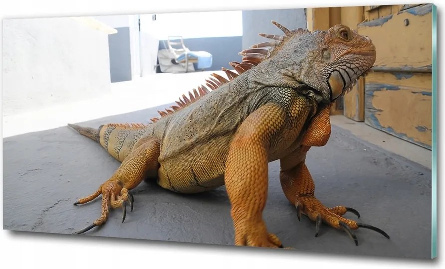 Fotó-kép fotó edzett üveg Iguana 100x70