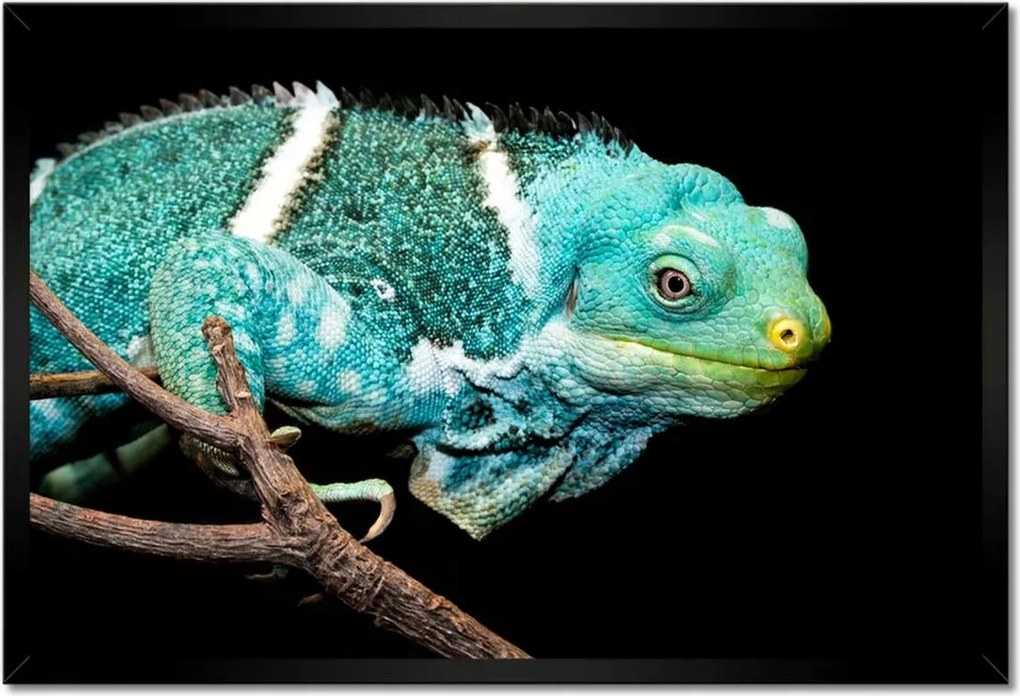 Poszter keretben 60x40 Kaméleon Gyík
