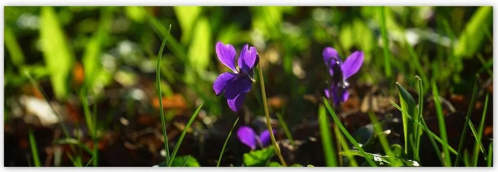 Poszterek 200x66 Mezei ibolya