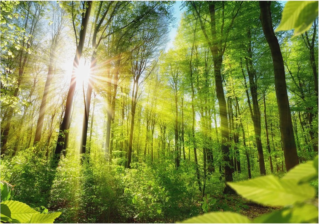 Dekoratív fotótapéta falra Egyszerű szerelés Erdei fény 312x219 Ragasztó