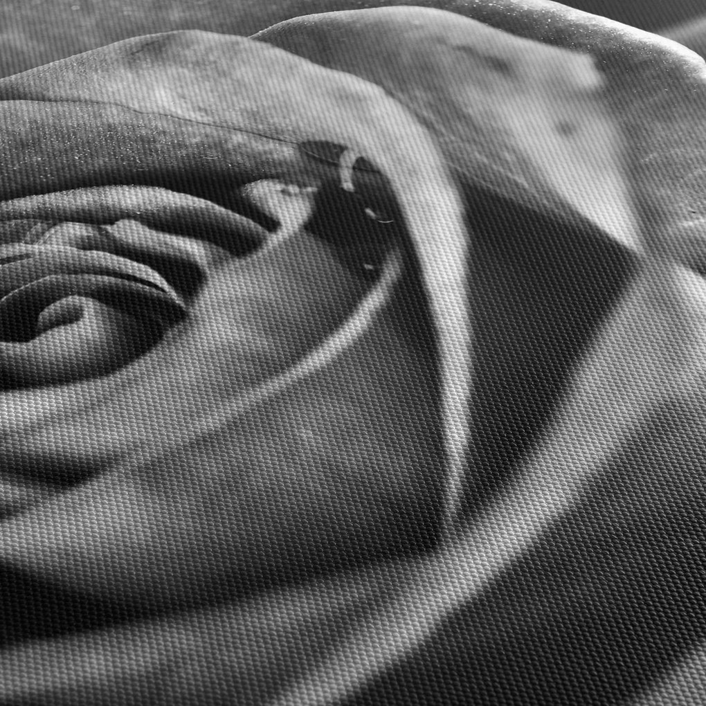 Kép - Rózsa, fekete-fehér (90x60 cm)