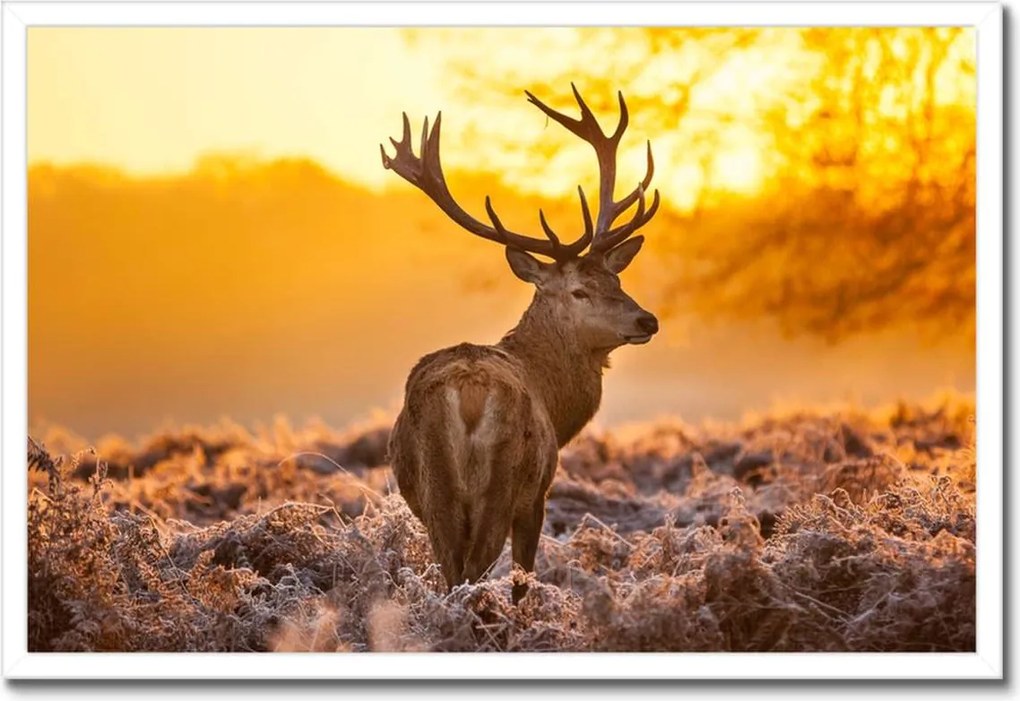 Poszterek keretben 60x40 Szarvas napfelkeltekor