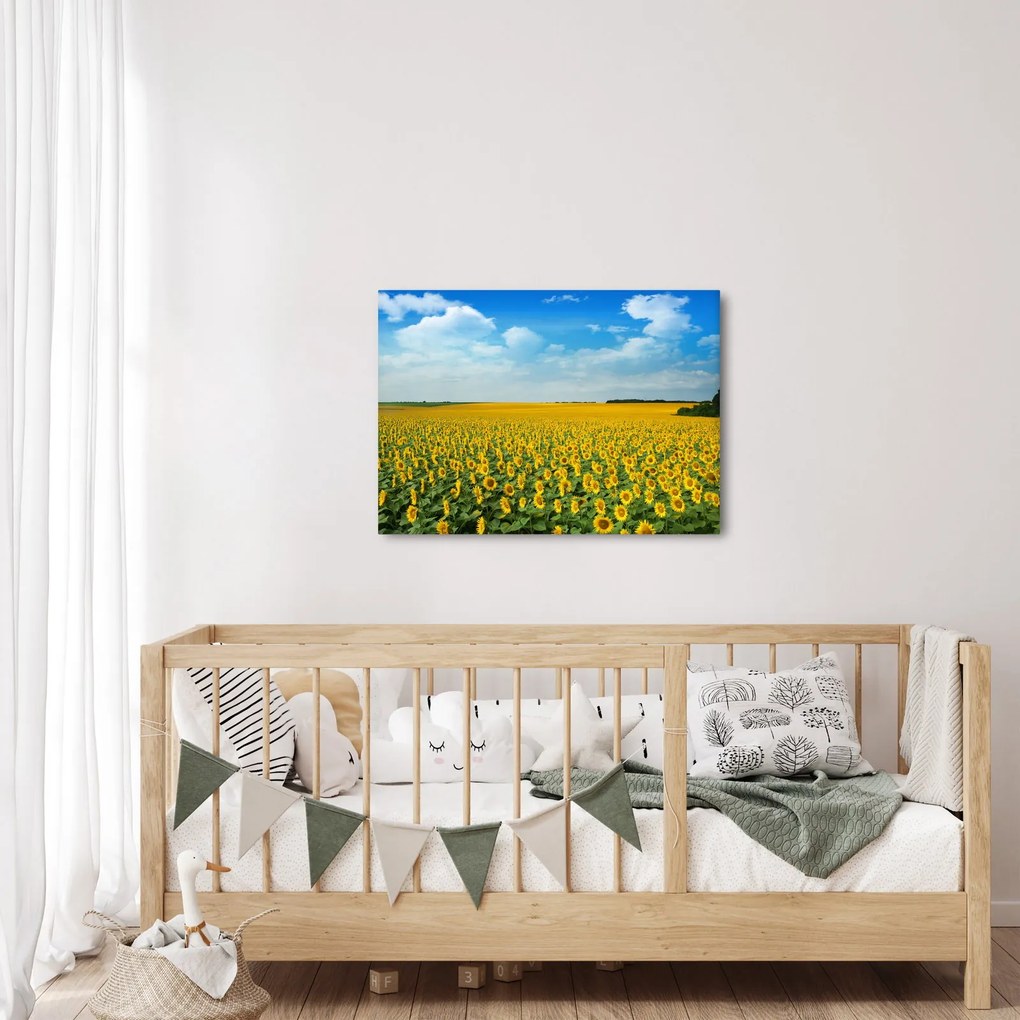 Kép - napraforgó (70x50 cm)