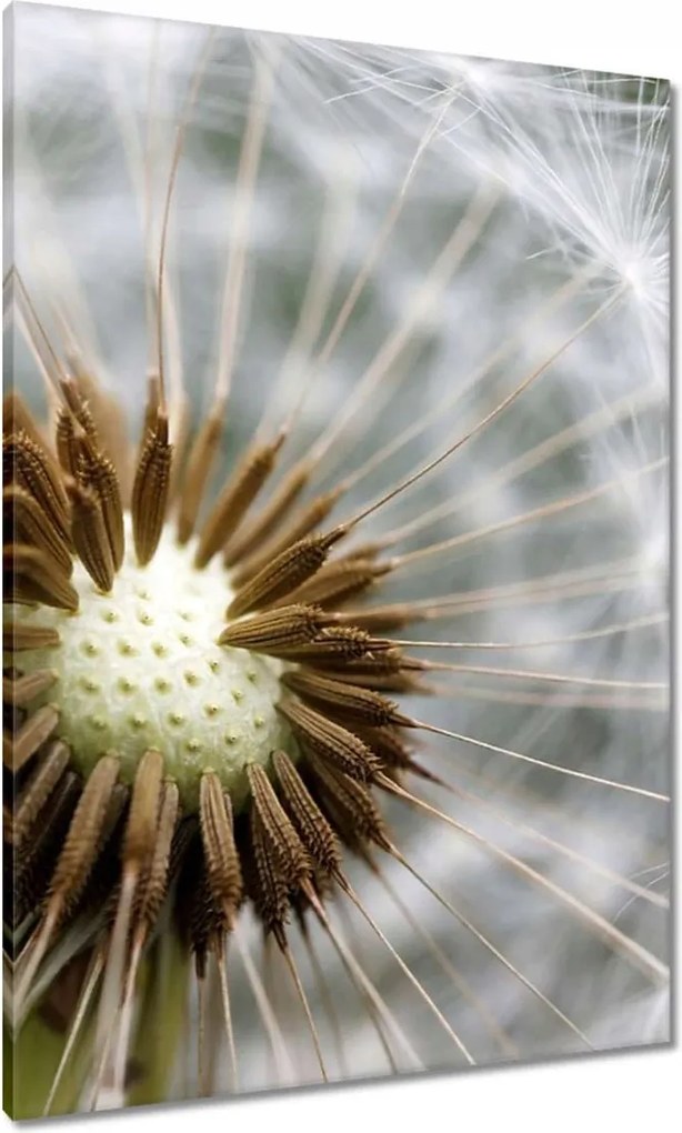 Képek 70x100 Pitypang Virág Virágok