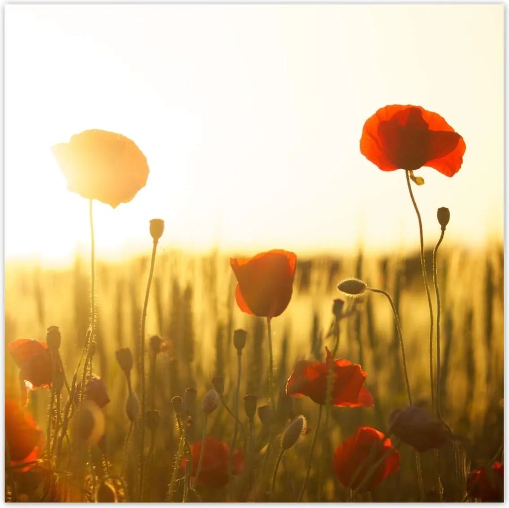 Poszterek 100x100 Pipacsok napfelkeltekor