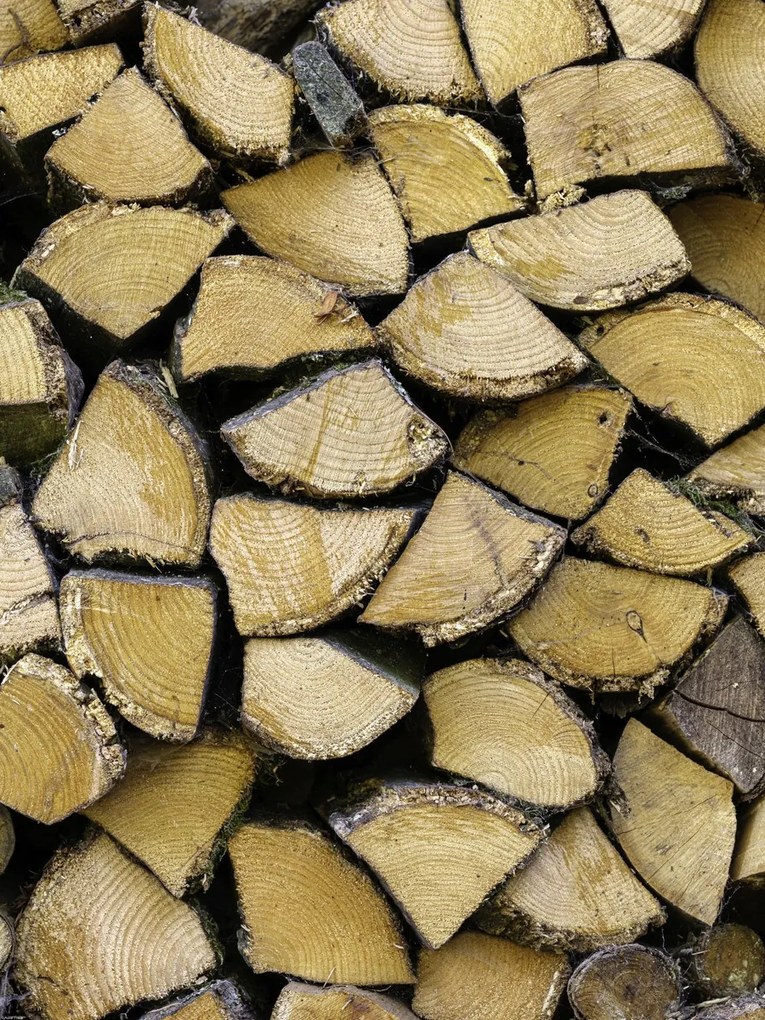 Poszter 60x80cm Fa rönkök, Assaf Frank