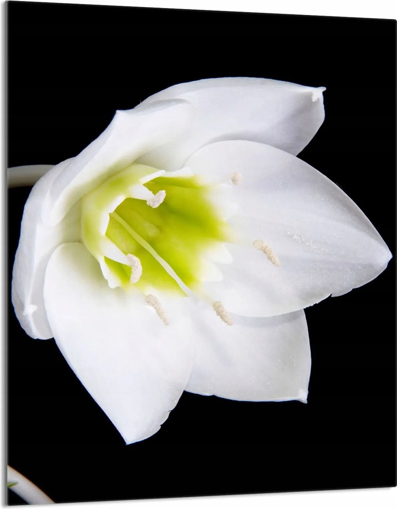 Üveg Vágódeszka 40x52 Orchidea Konyha