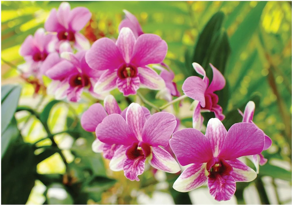 Fotótapéta Rózsaszín orchideák vinil finomság és elegancia 254x184 +ragasztó