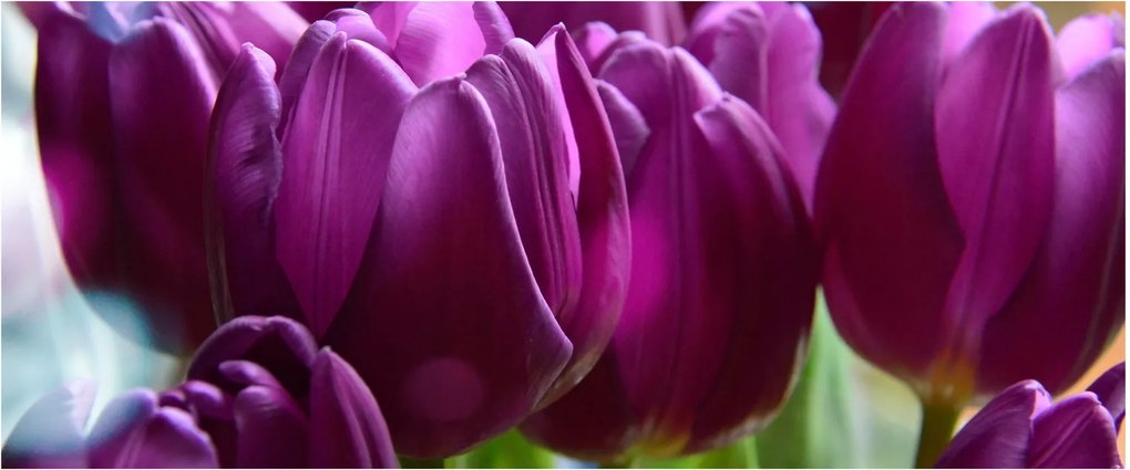 Tulipán képe (120x50 cm)