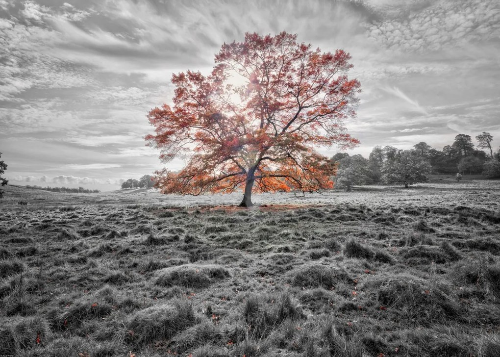 Poszter 70x50cm Egy fa az őszben, Assaf Frank