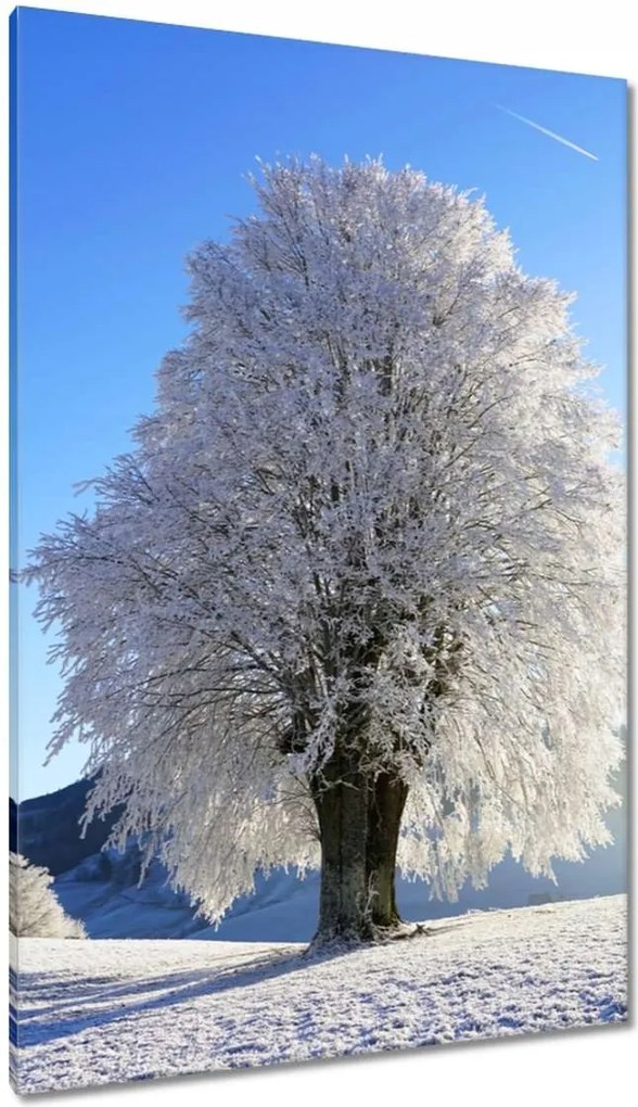 Vászonkép 80x120 Téli fa kép