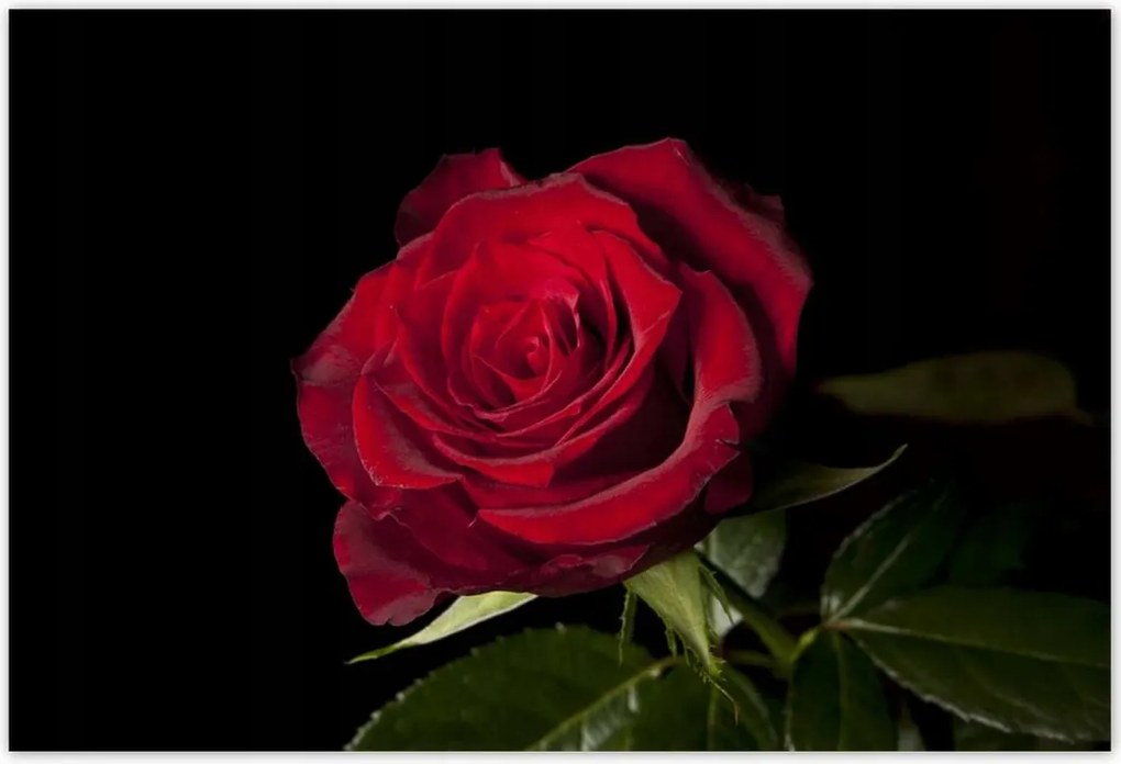 Poszterek 200x135 Aranyos rózsa