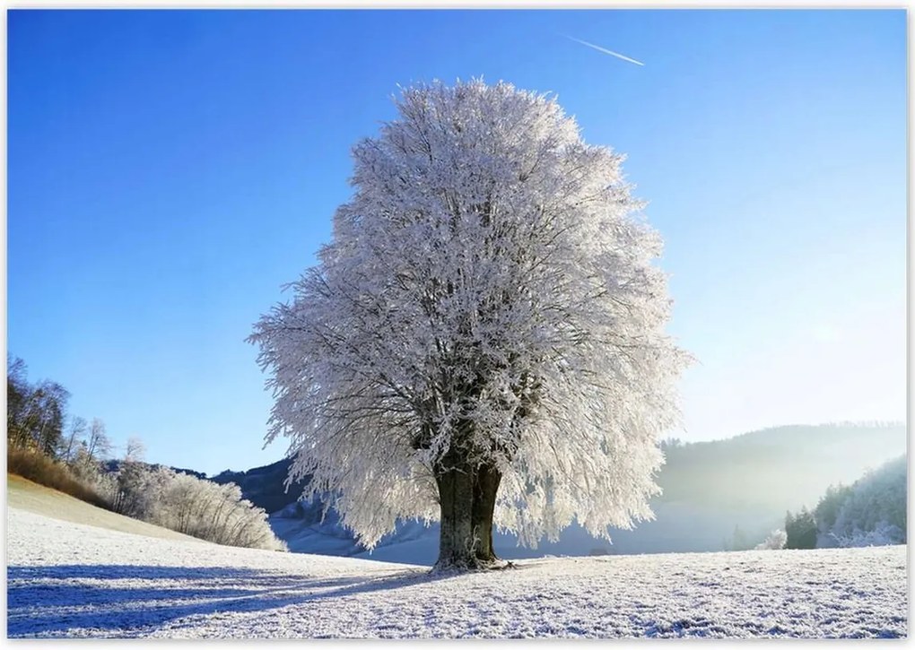 Poszterek 100x70 Téli fa fotó