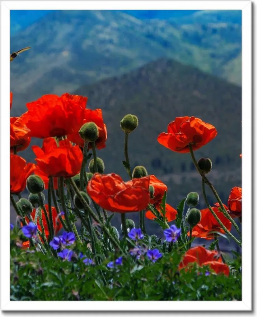 Poszter keretben 40x50 Piros pipacs Virágok