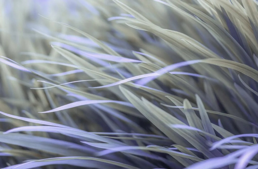 Poszter 86,4x56,8cm Fű, Assaf Frank