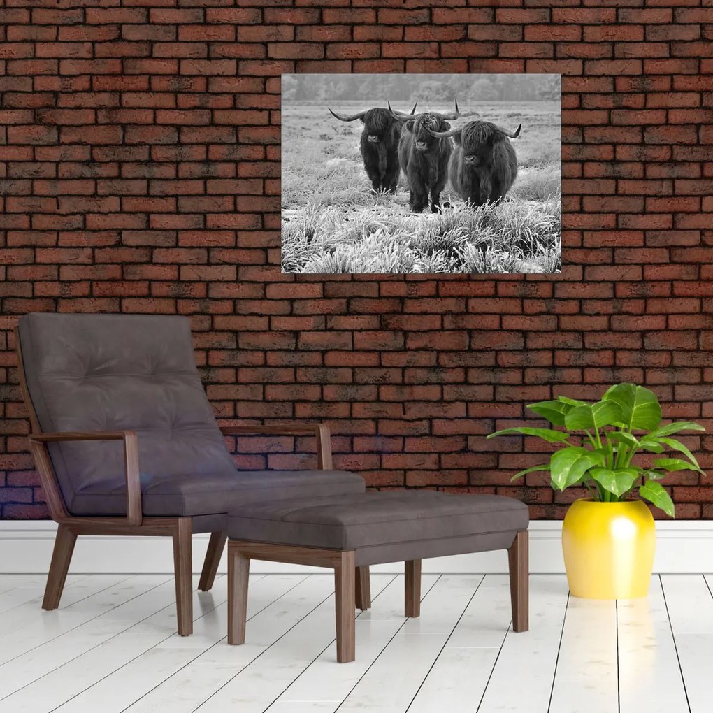 Üveg kép - Skót tehenek (70x50 cm)