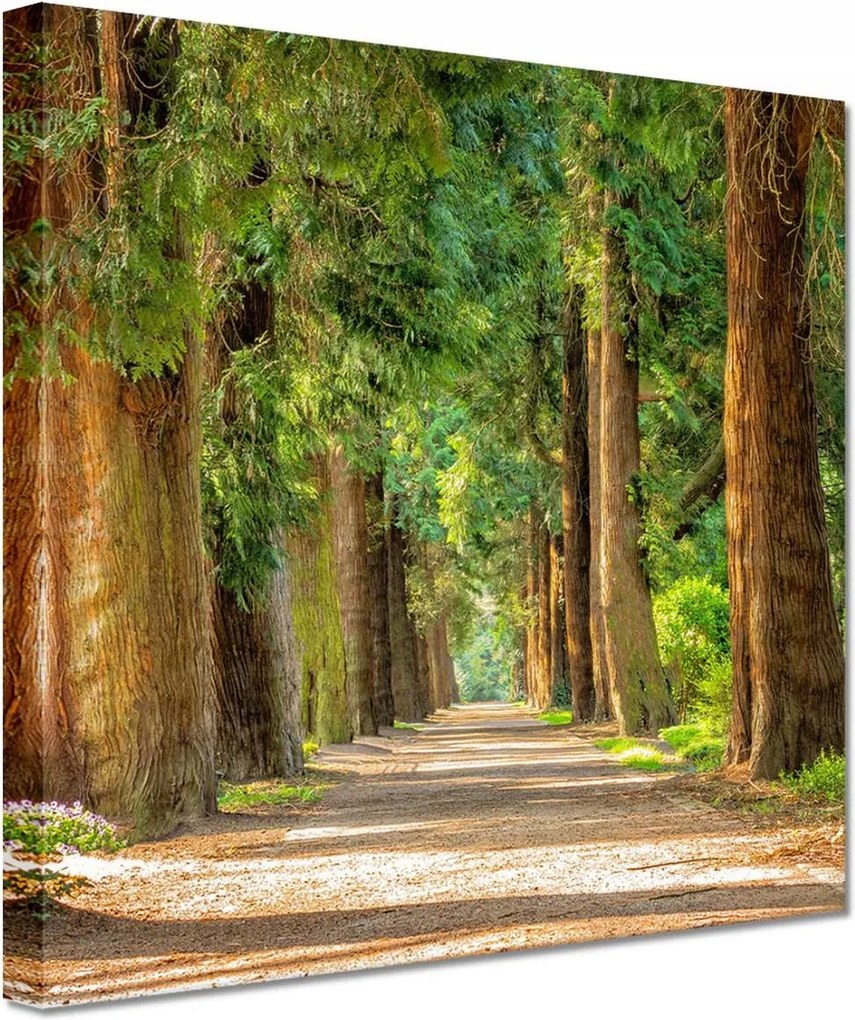 Festmények 20x20 Út a parkban Fák