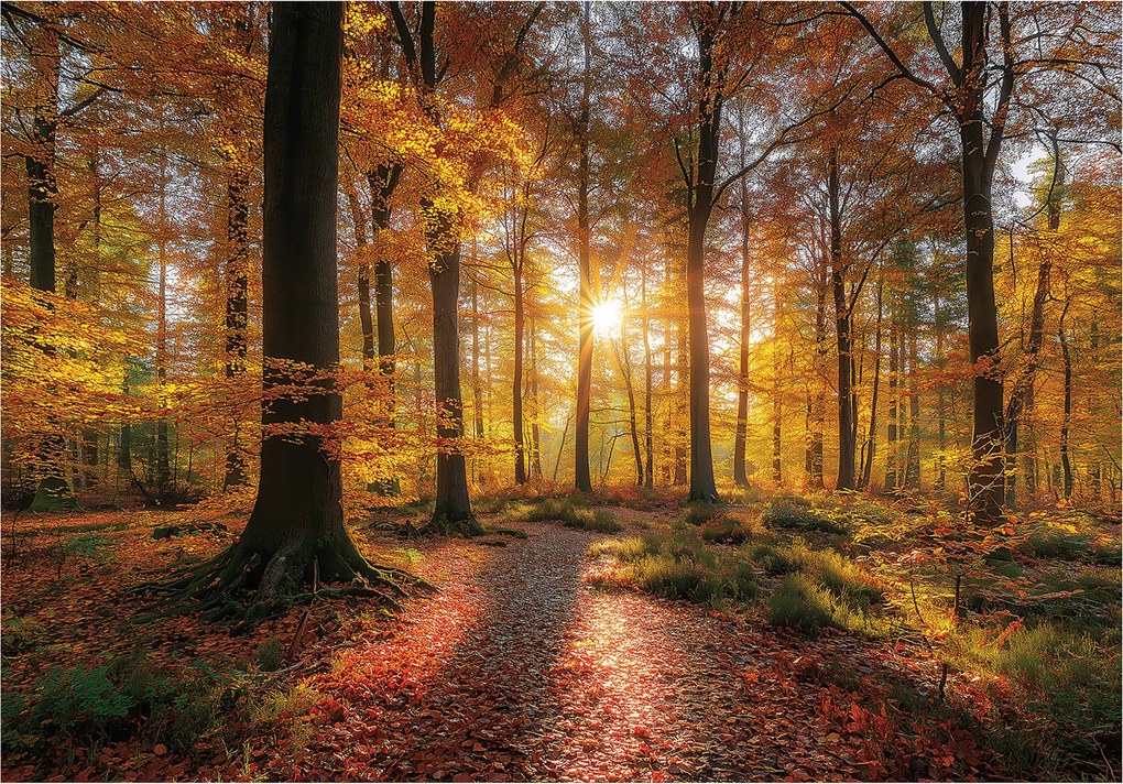 Fotótapéta Erdő Fák Természet Hálószoba Nappali Tapéta Flizelina 350x250