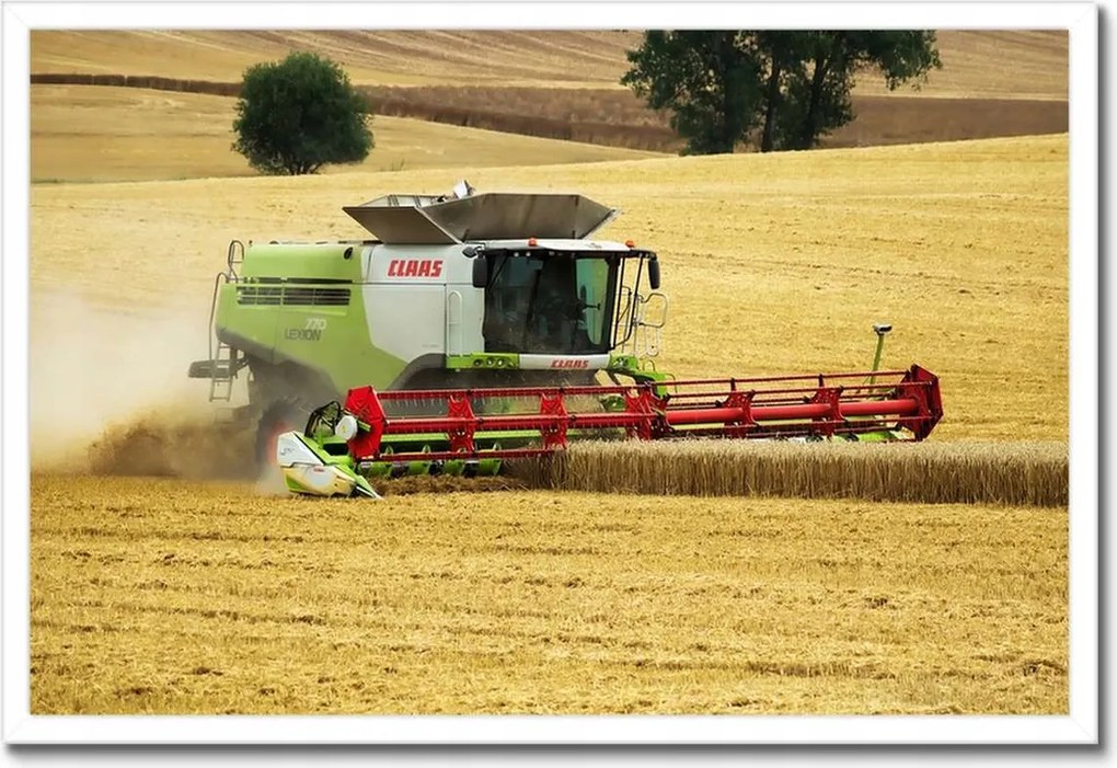 Poszter keretben 60x40 Claas kombájn kaszálja az aratást