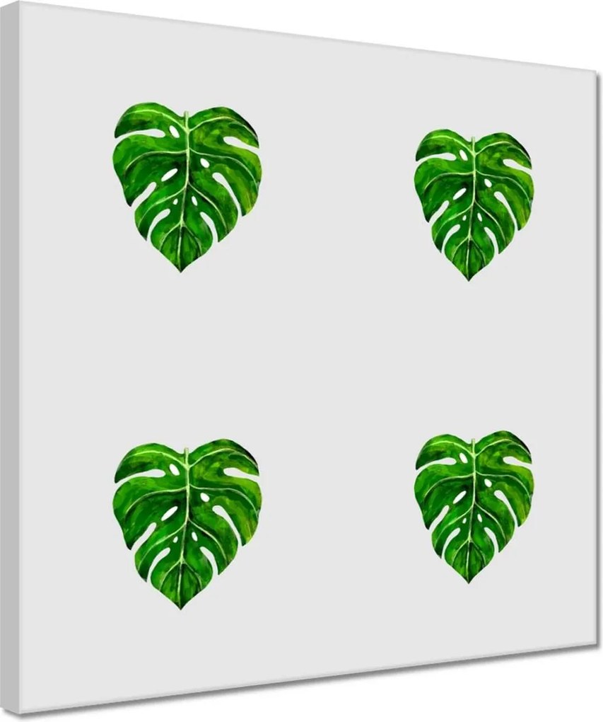 Vászonkép 30x30 Monstera Lyukas levelek