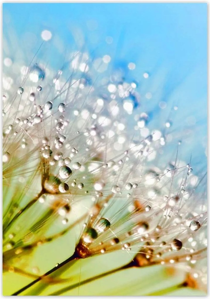 Poszterek 70x100 Harmatcseppek Pitypang