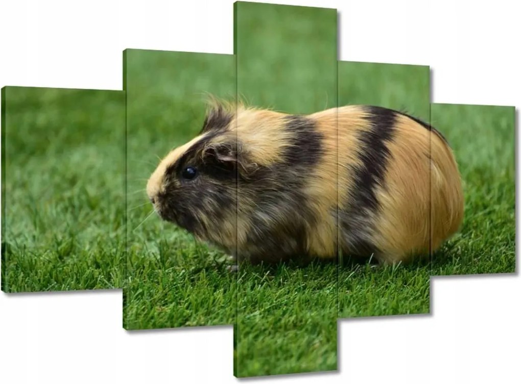 Vászonkép 100x70 Tengerimalac