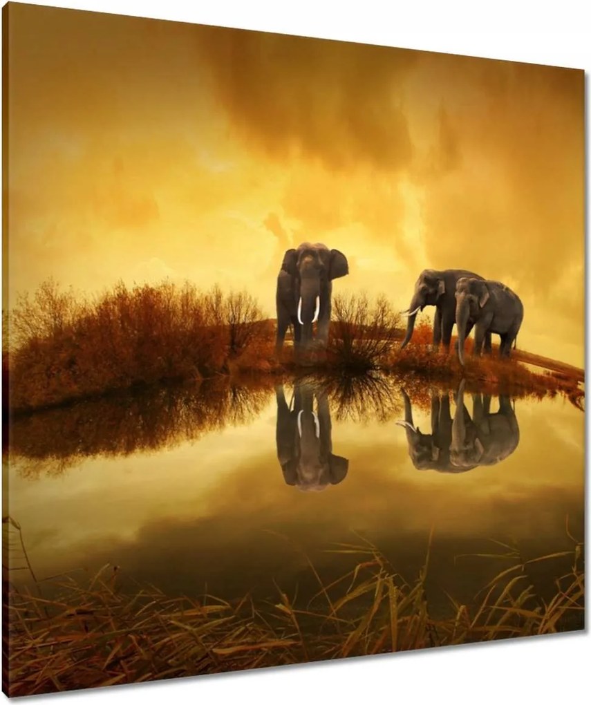 Vászonkép 80x80 Elefántok a vízparton