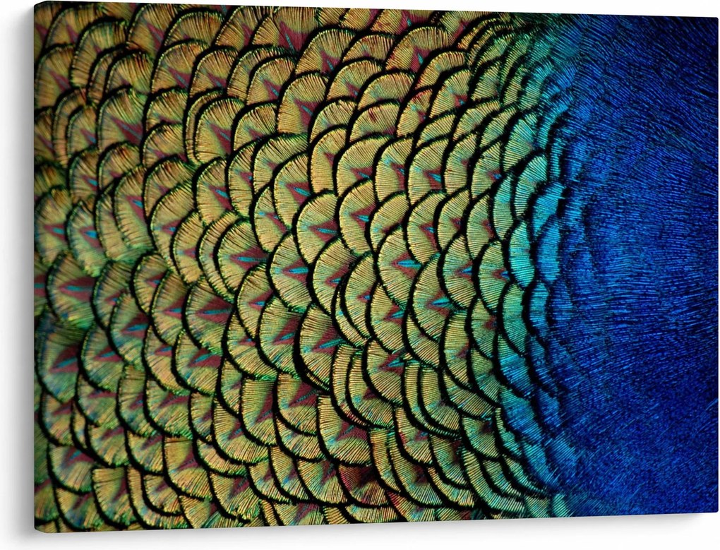 Kép - Pávatollak (70x50 cm)