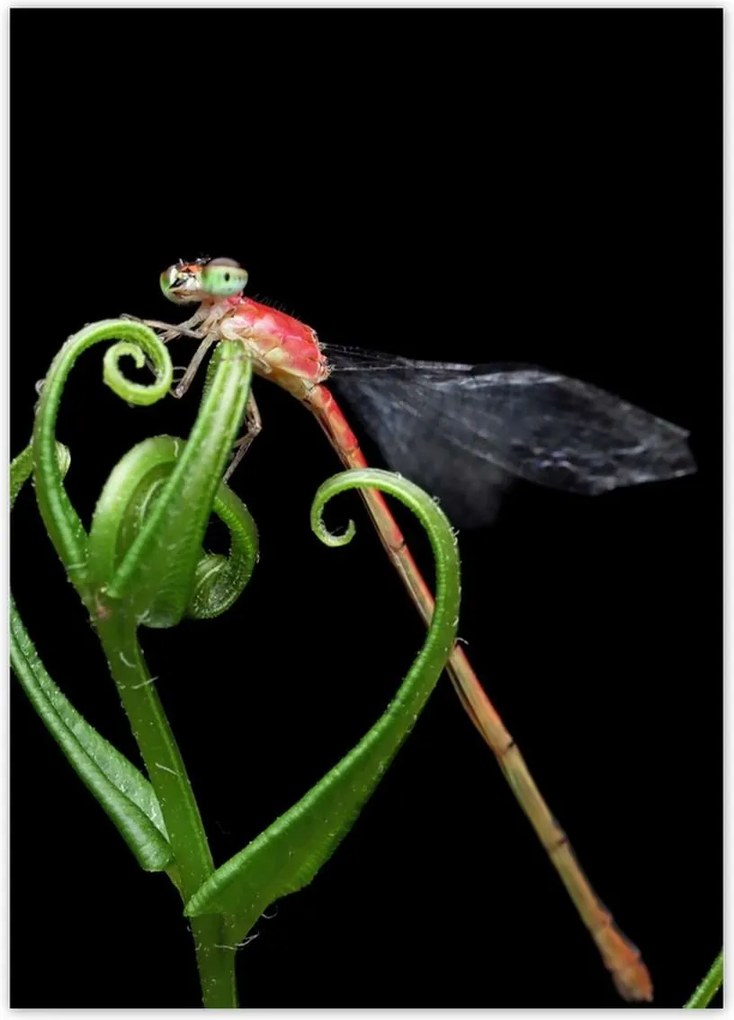 Poszterek 50x70 Szitakötő a zöld levélen