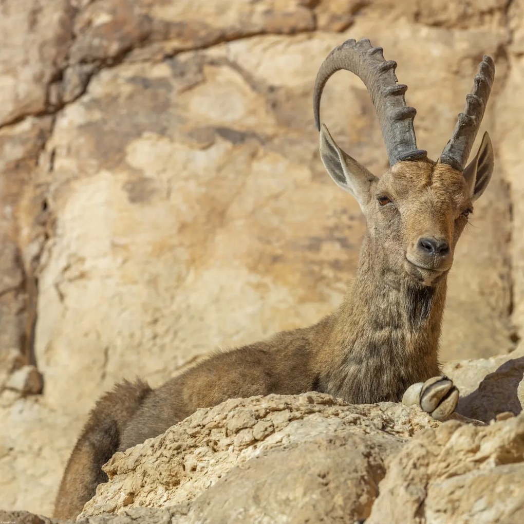 Poszter 60x60cm Nubiana Ibex 4, Assaf Frank