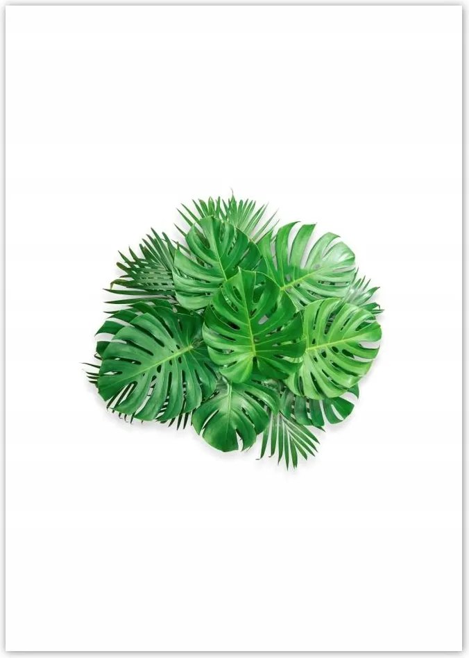 Poszterek A5 Pion Monstera Lyukas levelek