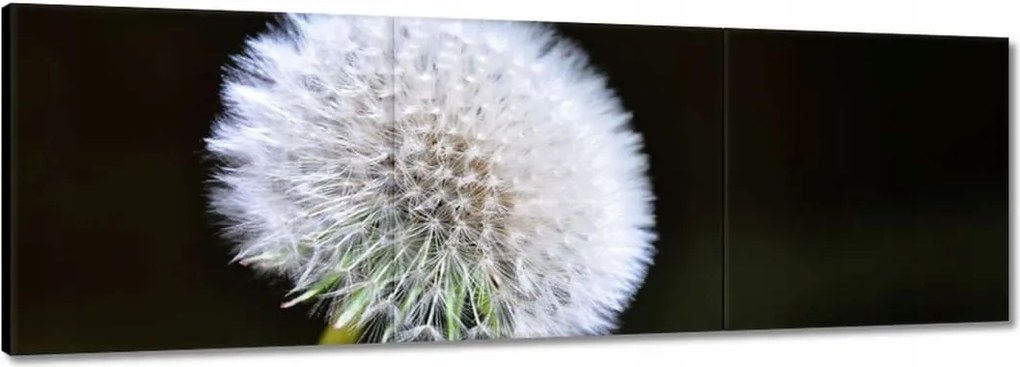 Vászonkép 120x40 Pitypang Virág Virágok