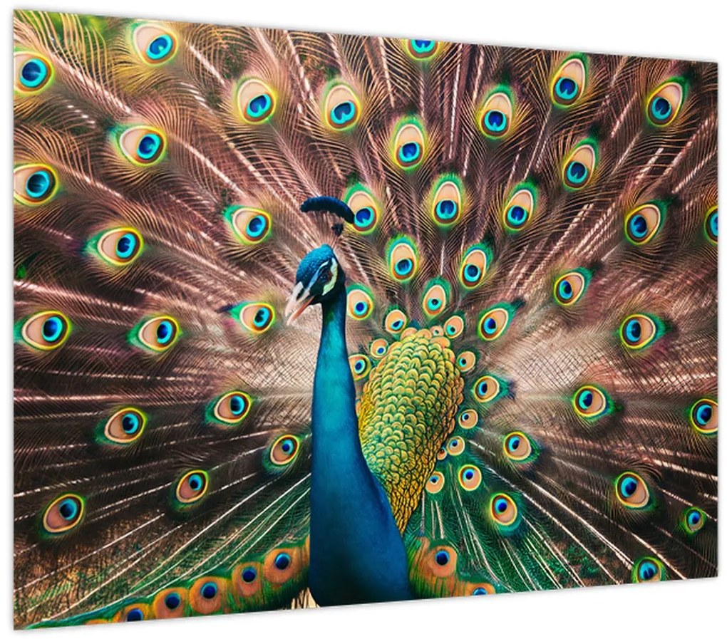 Üveg kép - Páva (70x50 cm)